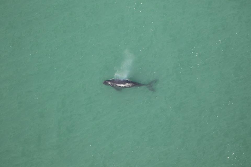 Aerial survey teams locate and document the lone right whale calf inside Beaufort Inlet.