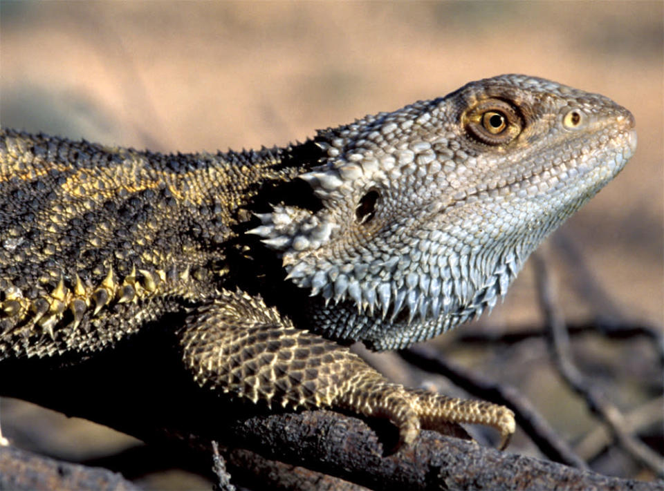 bearded dragon