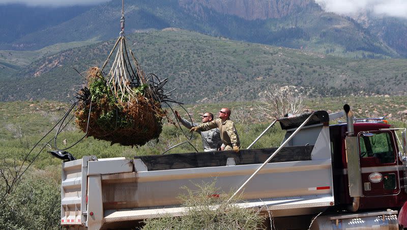 DEA and Washington County Sheriff’s department hiked into a remote area where law enforcement seized both marijuana plants and the growing equipment Friday, Aug. 24, 2012.