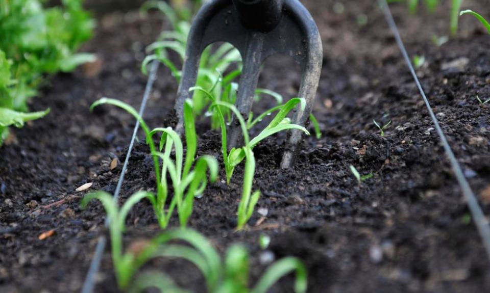 organic salad leaves and trowel