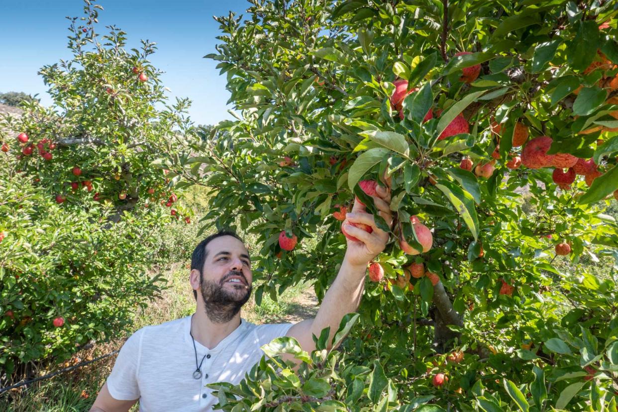 Apple picking in Avila Beach