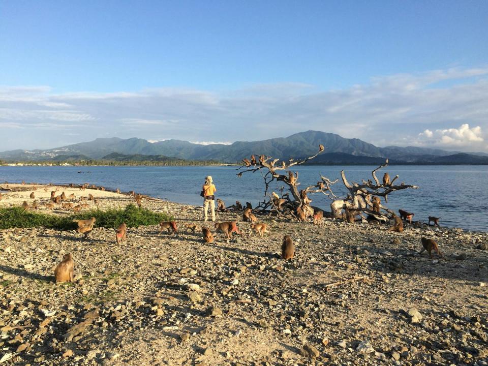 dozens of monkeys spread across a rocky beach with one person there