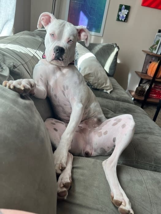 White dog with black spots sitting on a couch looking at the camera