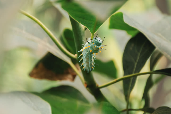 A bright green caterpillar with spikes and small orange spots hangs from a leaf