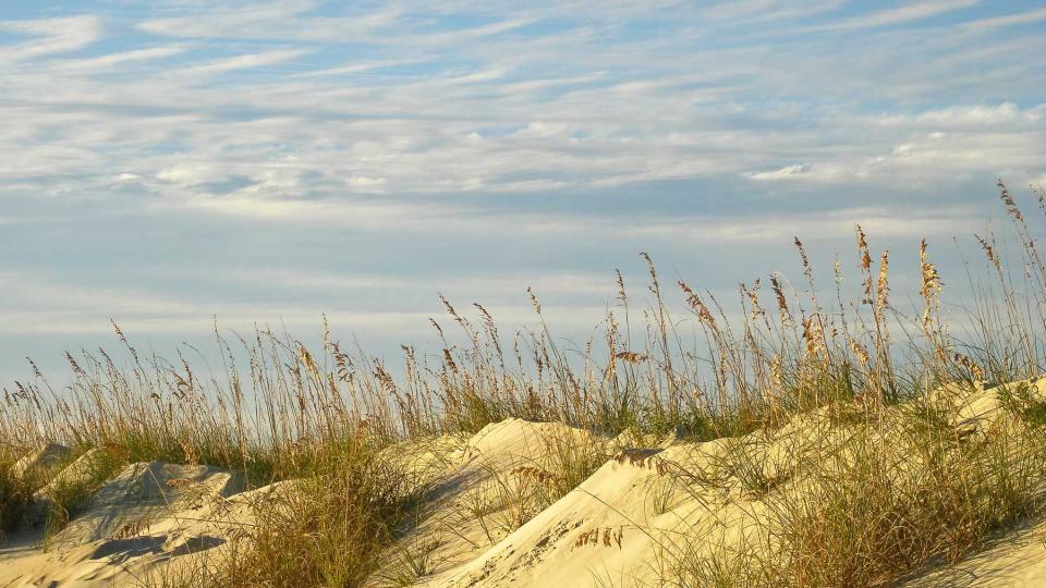 Dunes with sea oats, late autumn, North Beach, Tybee Island, Georgia