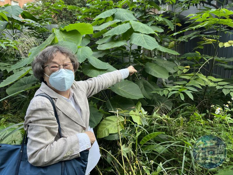 孫幼英因整理住家附近的土地吃上官司，昨日親上火線說明。