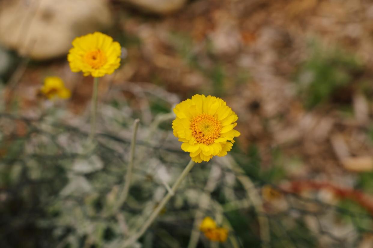 Deep yellow desert marigold has tall leafless stems and a deep orange center.