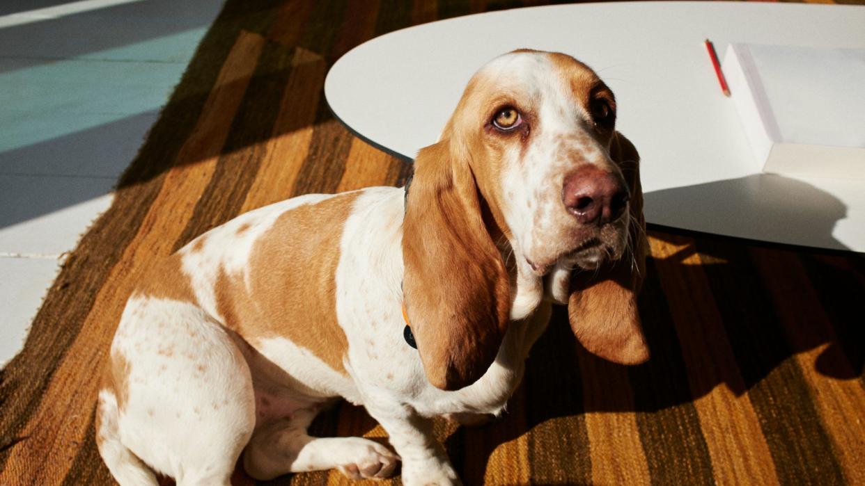 Basset hound dog