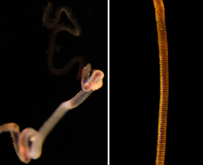 Newly Discovered 'Methane Seep' Hosts Strange Creatures