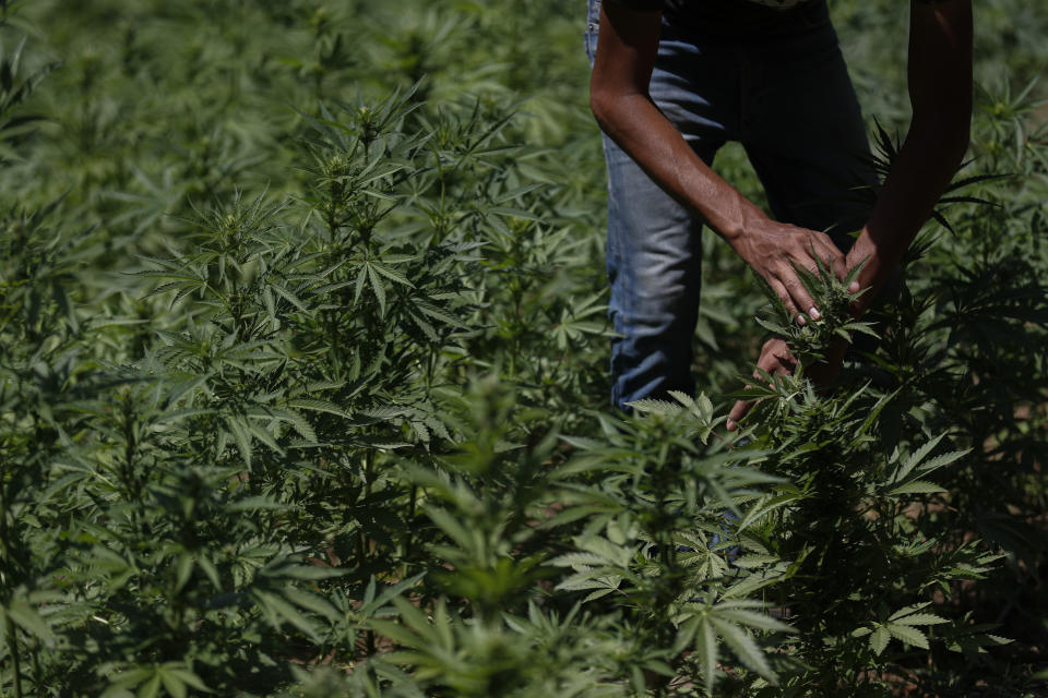 Un agricultor trabaja en un campo de marihuana en las montañas que rodean Badiraguato, estado de Sinaloa, México, el martes 6 de abril de 2021. En México, el esfuerzo de legalización de la marihuana está generando incertidumbre entre las familias que han cultivado la planta durante generaciones, y muchos temen que los precios que se les paga seguirá bajando al tiempo en que se preguntan lo que van a hacer los capos cuando se enfrenten a un nuevo negocio legal. (Foto AP/Eduardo Verdugo)