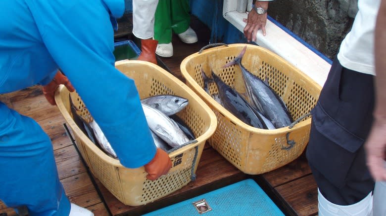 Tuna fishing