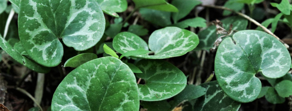 The Dwarf-flowered heartleaf is a rare plant that exists in limited areas in the Upstate of South Carolina and in western North Carolina, according to the U.S. Fish and Wildlife Service.