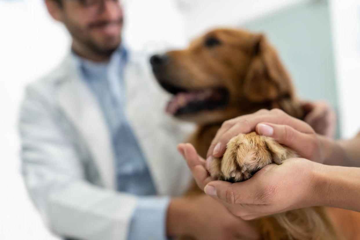 When it comes to pet insurance, there isn't a one-size-fits-all plan.   / Credit: Getty Images