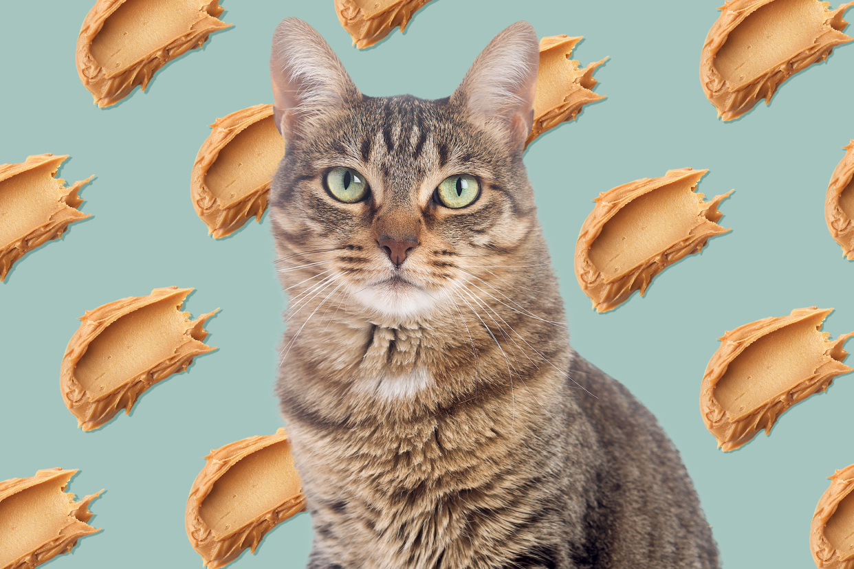 cat with a background pattern of peanut butter smears
