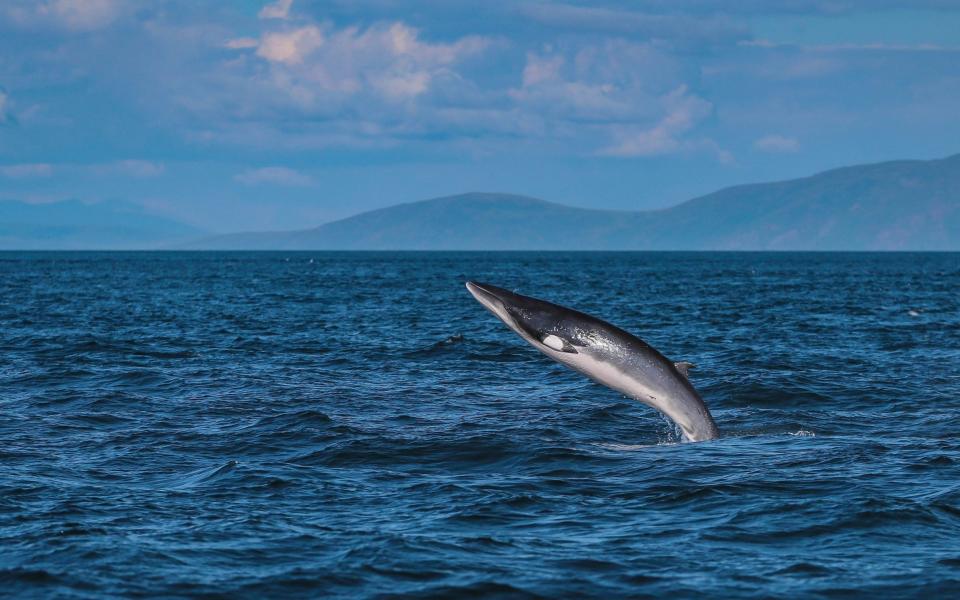 Minke whale - PA