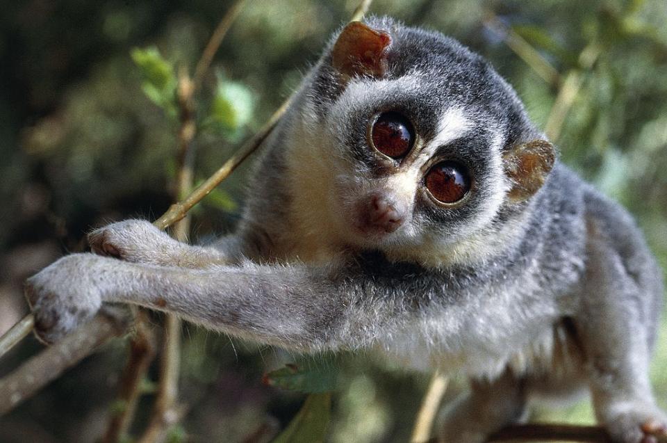 red loris - getty