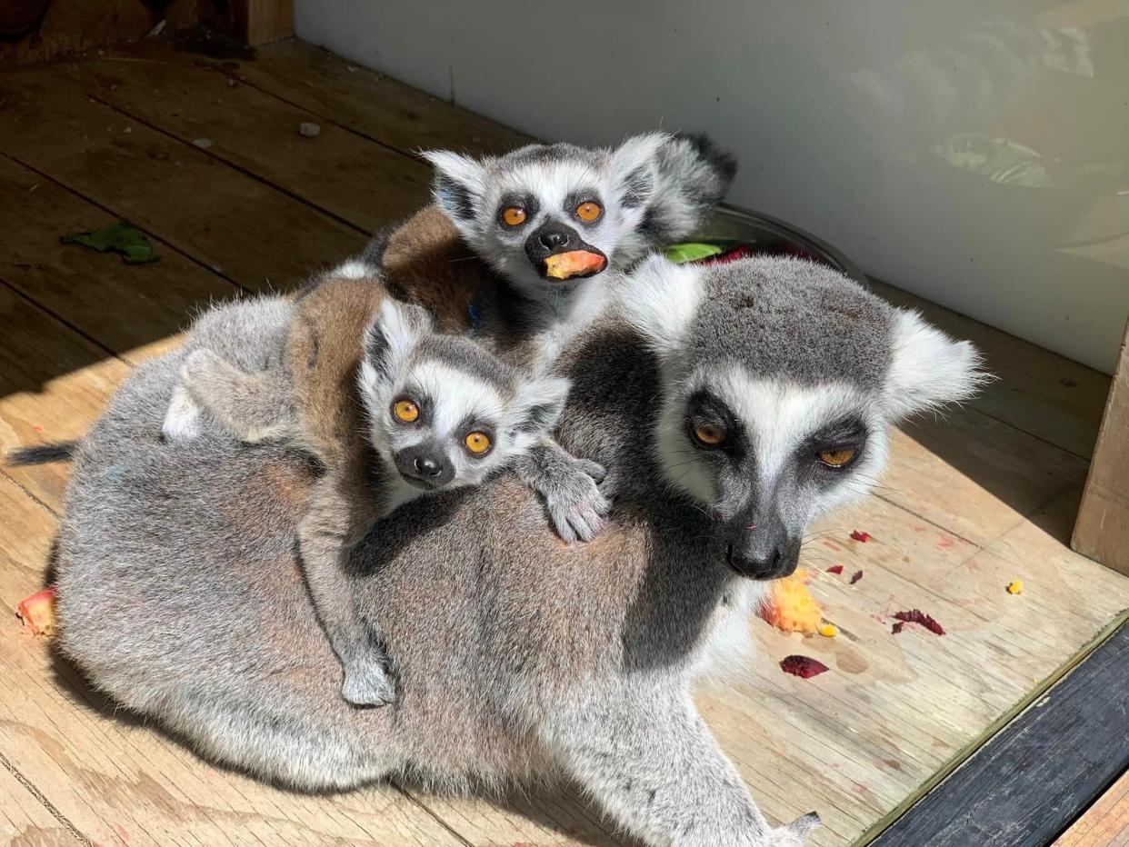 Ring-tailed lemurs at the Wellington Zoo in New Zealand.