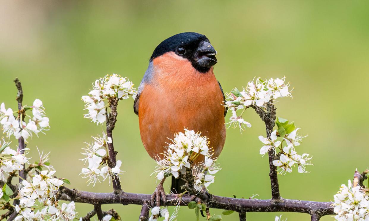 <span>A male bullfinch on a blackthorn branch.</span><span>Photograph: Philip Jones/Alamy</span>