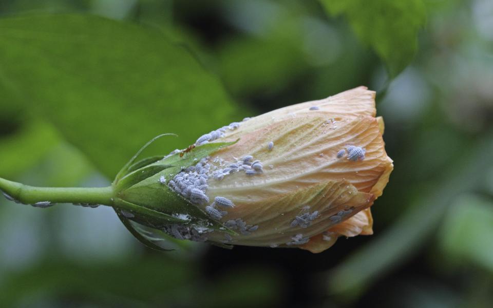 New Zealand mealybugs invading Britain and destroying gardens 