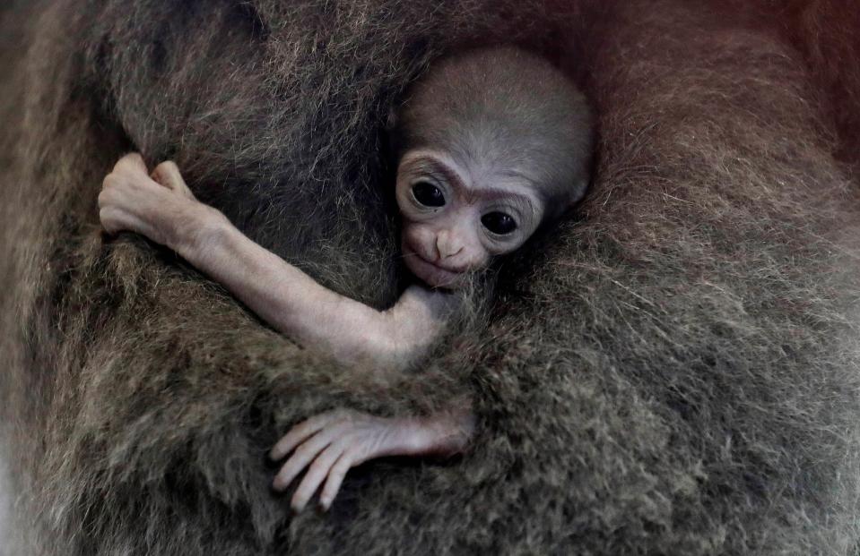 <p>Ein neugeborenes Silbergibbon-Baby wird von seiner Mutter Alalangalang im Prager Zoo gehalten. (Bild: Reuters/David W. Cerny) </p>