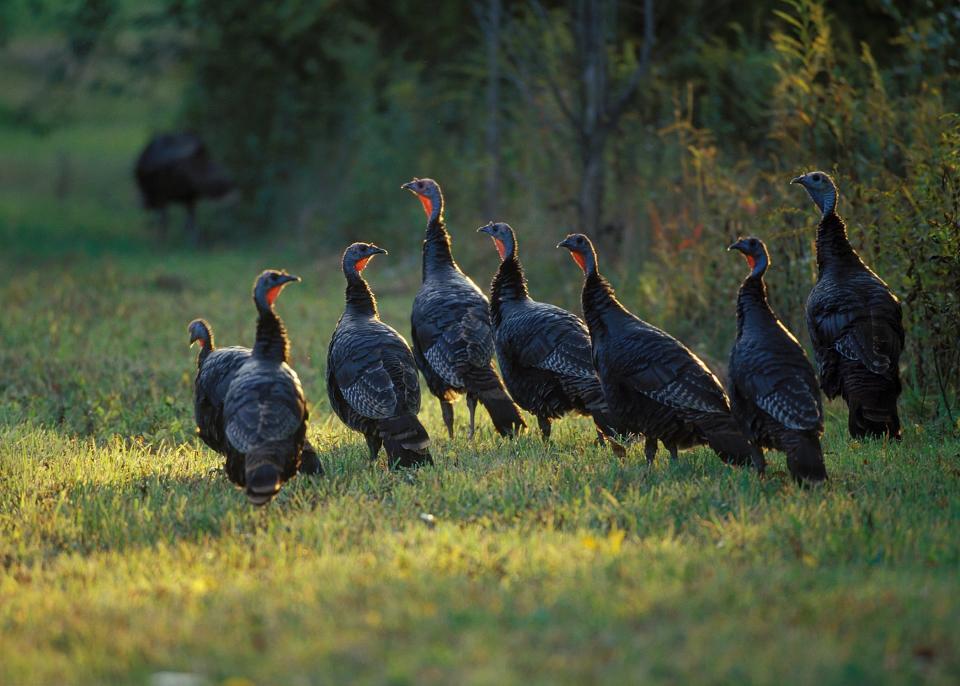 The Eastern subspecies of wild turkey has been in decline in several Southern states for years. Climate change could add to the species' challenges.