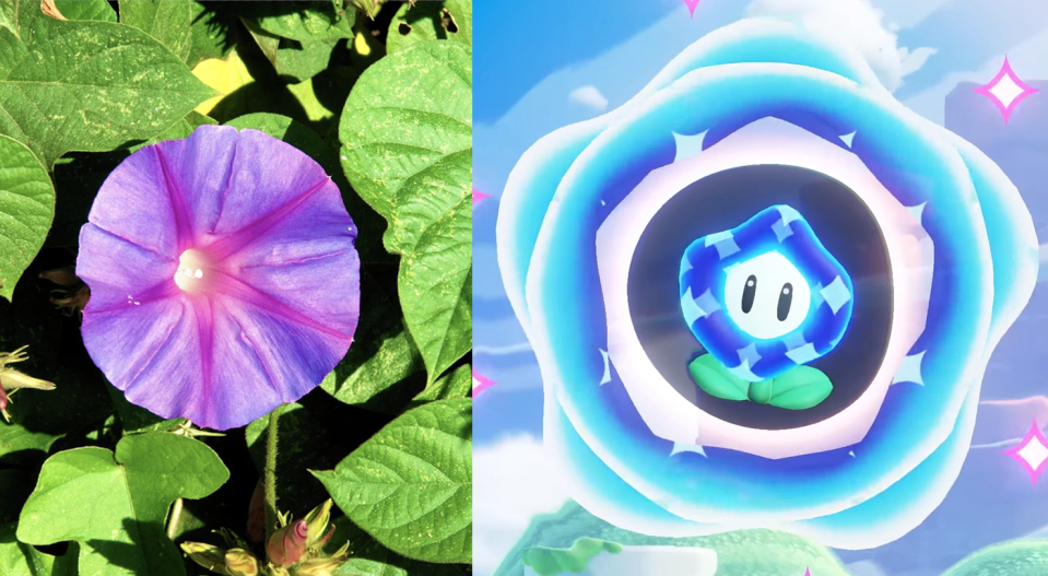 Une ipomée bleu d’azur et la fleur préfére de Mario. 