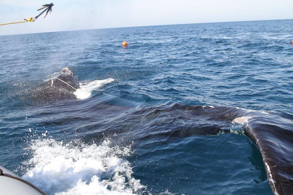 This photo released by the Georgia Department of Natural Resources shows Right whale #4057 circles to the right as responders from the Georgia Department of Natural Resources and Florida Fish and Wildlife Conservation Commission throw a custom-made "cutting grapple," hoping to sever the long strand of fishing rope exiting the whale's mouth. Seconds later the heavy rope parted and the whale swam away unencumbered. The orange buoy floating in the background was attached to the fishing rope to slow the whale down, making it easier for responders to approach by boat. (AP Photo/ Georgia Department of Natural Resources, taken under NOAA permit #932-1905-MA-009526)