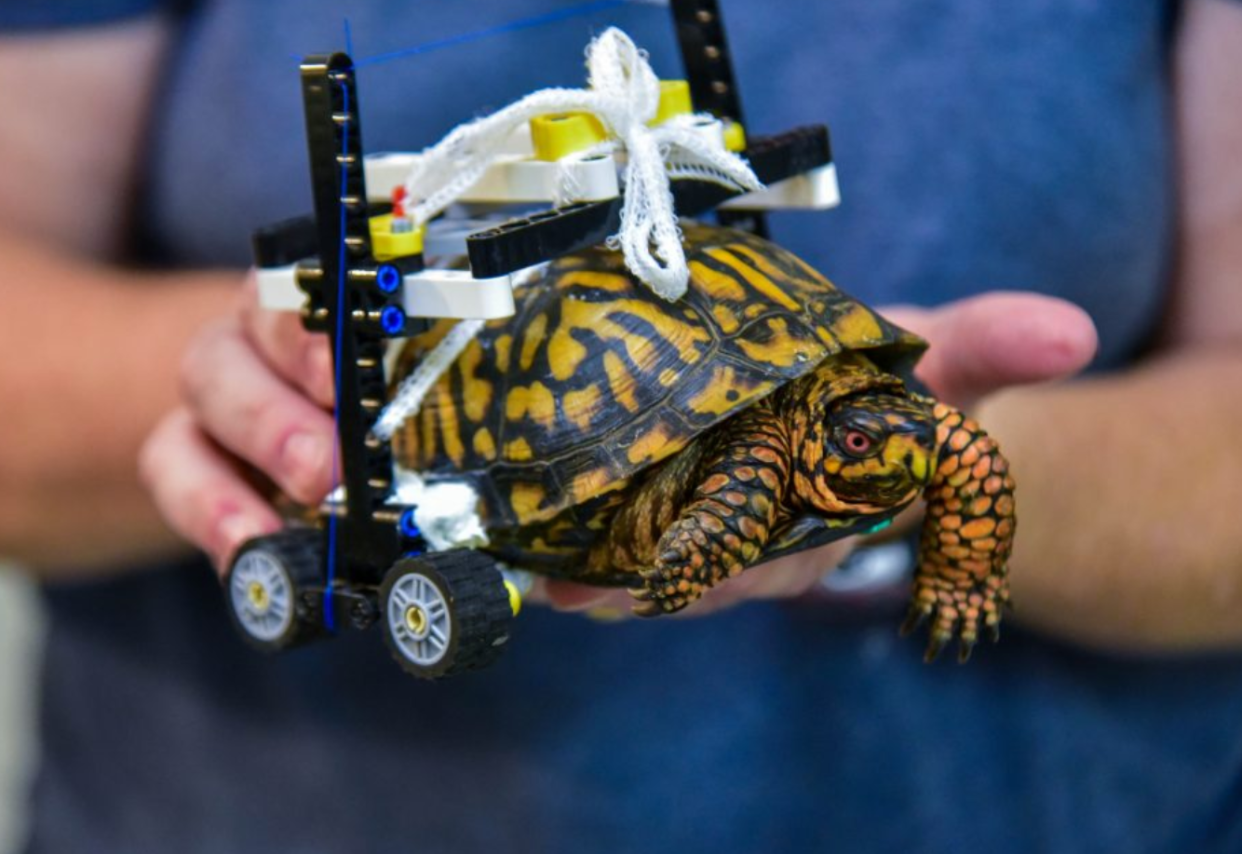 The wheelchair is custom built (Picture Maryland Zoo)