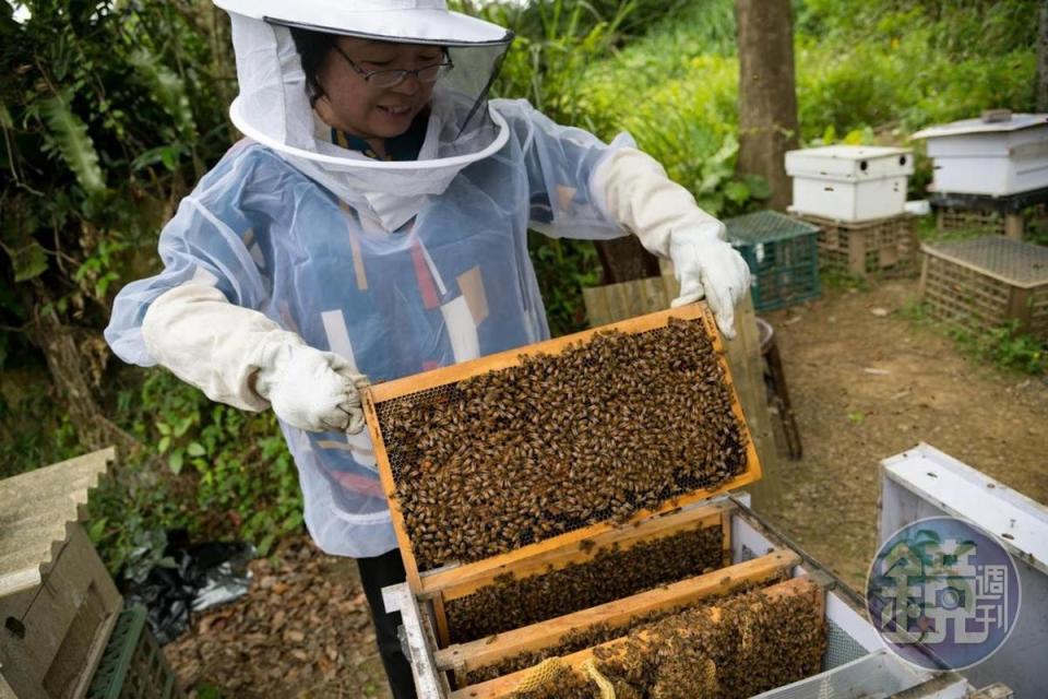 因為在山上蒔花種菜，阿段現在也熱中養蜂。