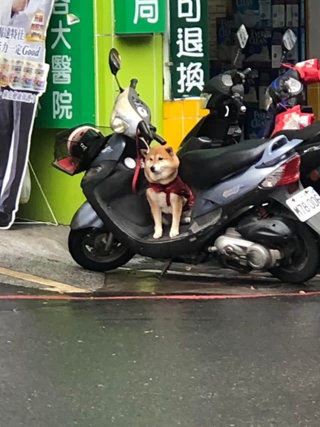 The photo showed the adorable Shiba Inu patiently waiting for its owner’s return. (Photo courtesy of @u/Aceidel/Reddit)