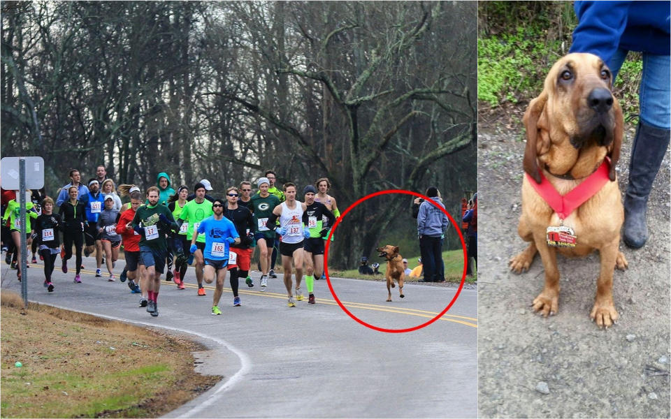 Ludivine, perra de raza San Huberto, corrió en una media maratón de Alabama (terminando séptima). Iba a orinar en su jardín y se escapó. | Foto: Twitter