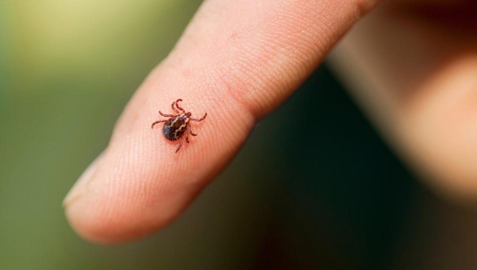 Veterinarians are able to treat most tick-borne infections, but you can do your part by making sure ticks aren’t living on your dog in the first place.