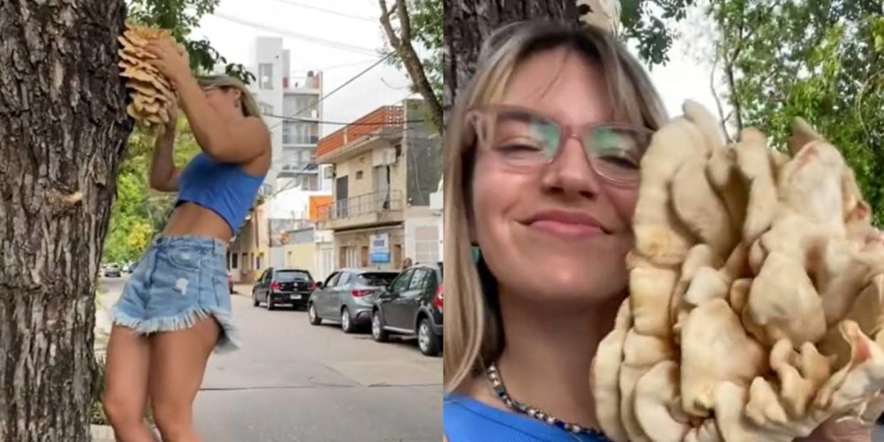 Joven encontró una seta en un árbol y se la comió, ¿es peligroso hacer eso?. Foto: Captura de video TikTok vía @micorafungicultivo