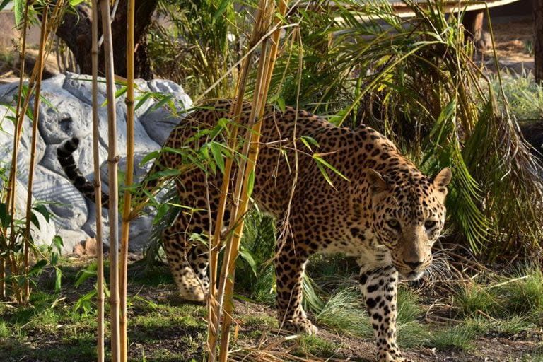 Los leopardos, otros de los grandes problemas de la India por falta de espacio y comida, también poseen un centro de rescate y hospital a pocos kilómetros de los elefantes