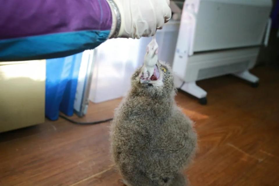 中國上海動物園首度人工育雛雕鴞寶寶，寶寶進食的模樣已經很有猛禽的架勢。翻攝上海動物園官網