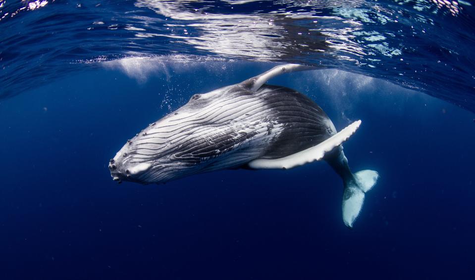 Humpback whale 50