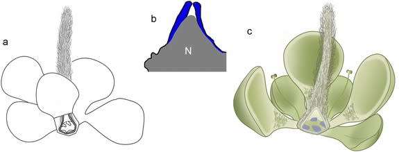 An artist's reconstruction of E. panii.