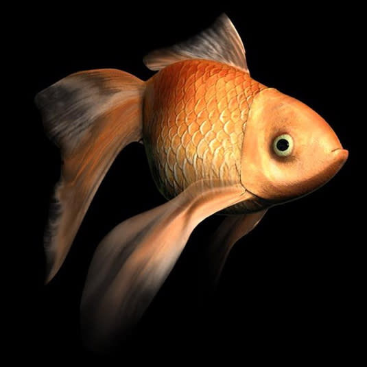 A swimming goldfish