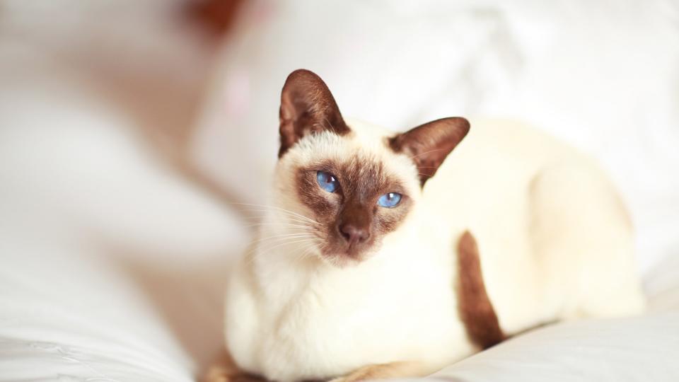 Siamese