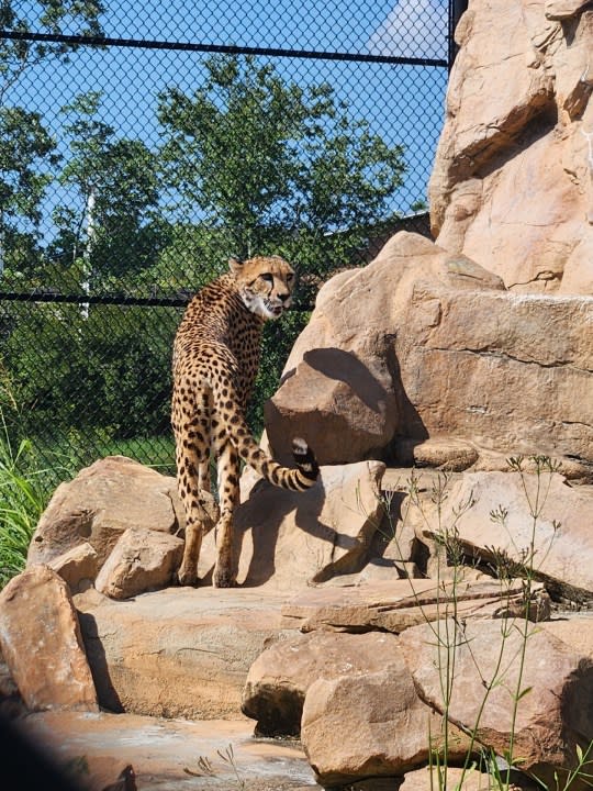 Photo of Taj the cheetah