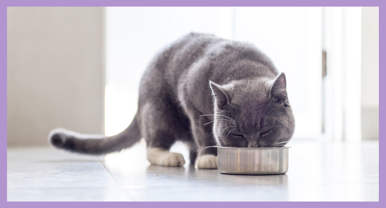 Cat eating food out of bowl (Photo: Getty Images)