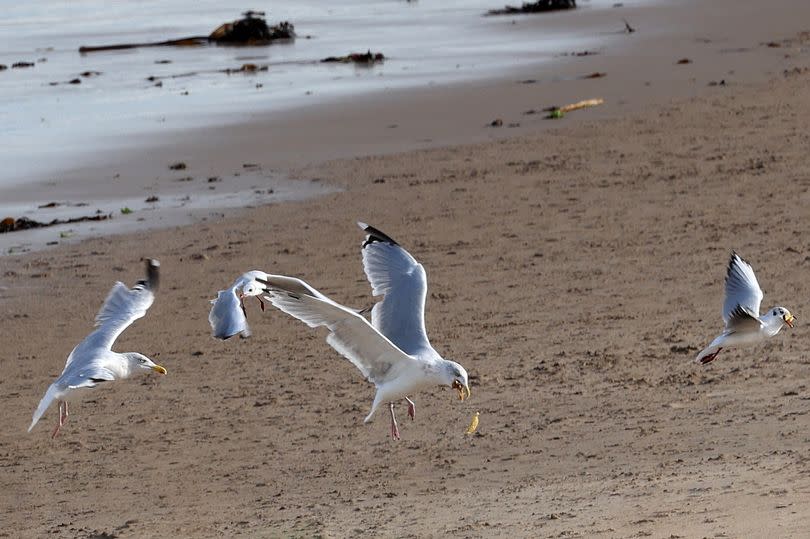 Gulls eating chips in Tynemouth