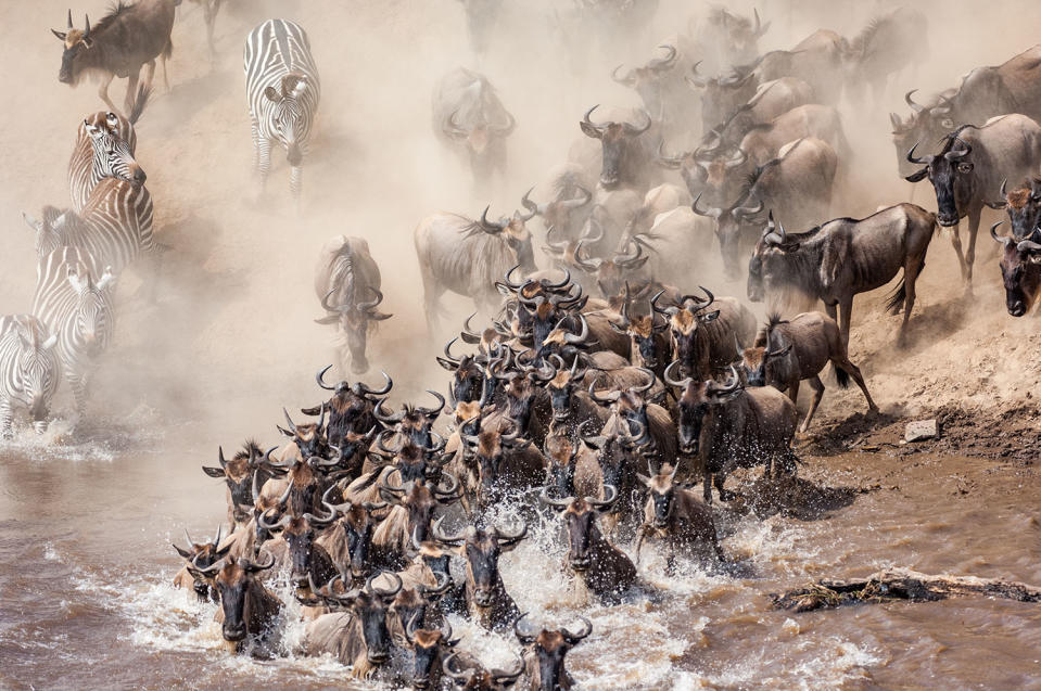 Herding home: Wildebeest photographed in mass migration