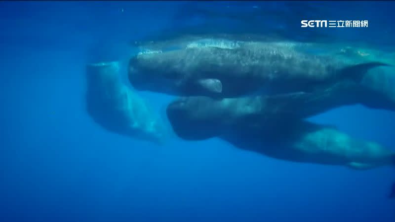 龍涎香價值不斐。（圖／資料照）