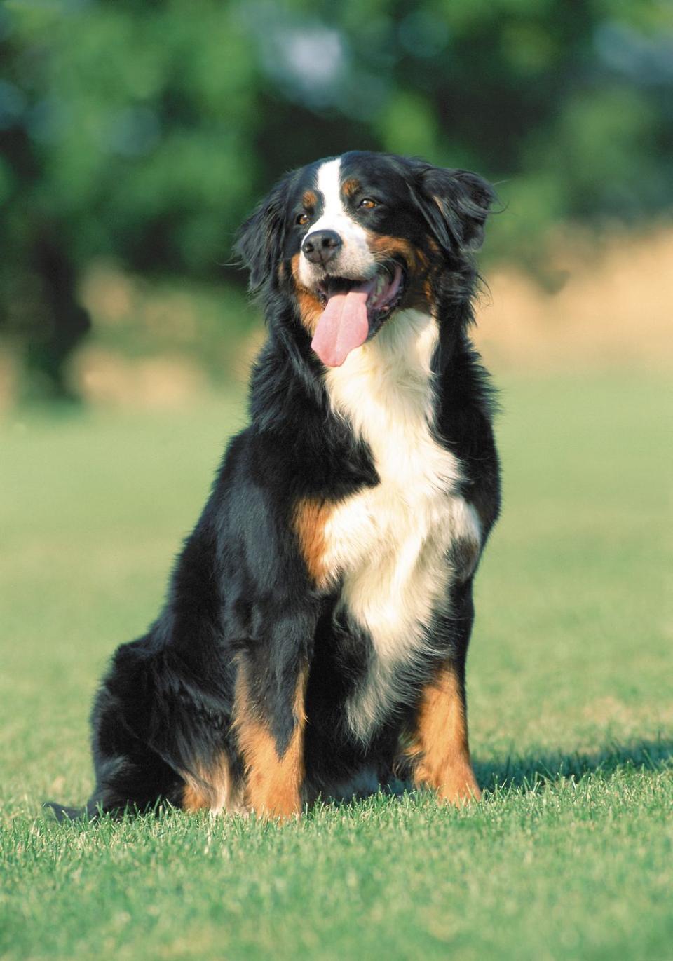 Bernese Mountain Dog