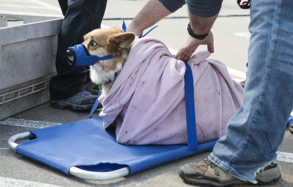 Dog on stretcher with broken leg