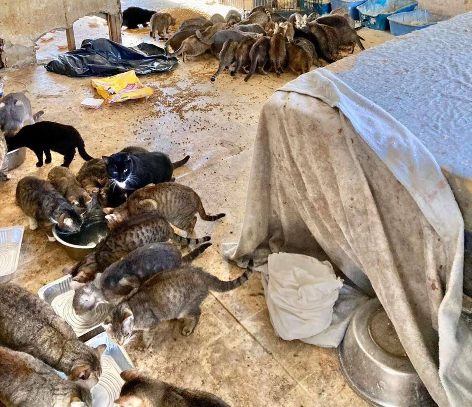 Police Find a Dead Couple in Hoarder House with 150 Cats