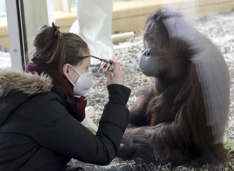 A visitor wears a mask while observing an orangutan at a zoo in Vienna.