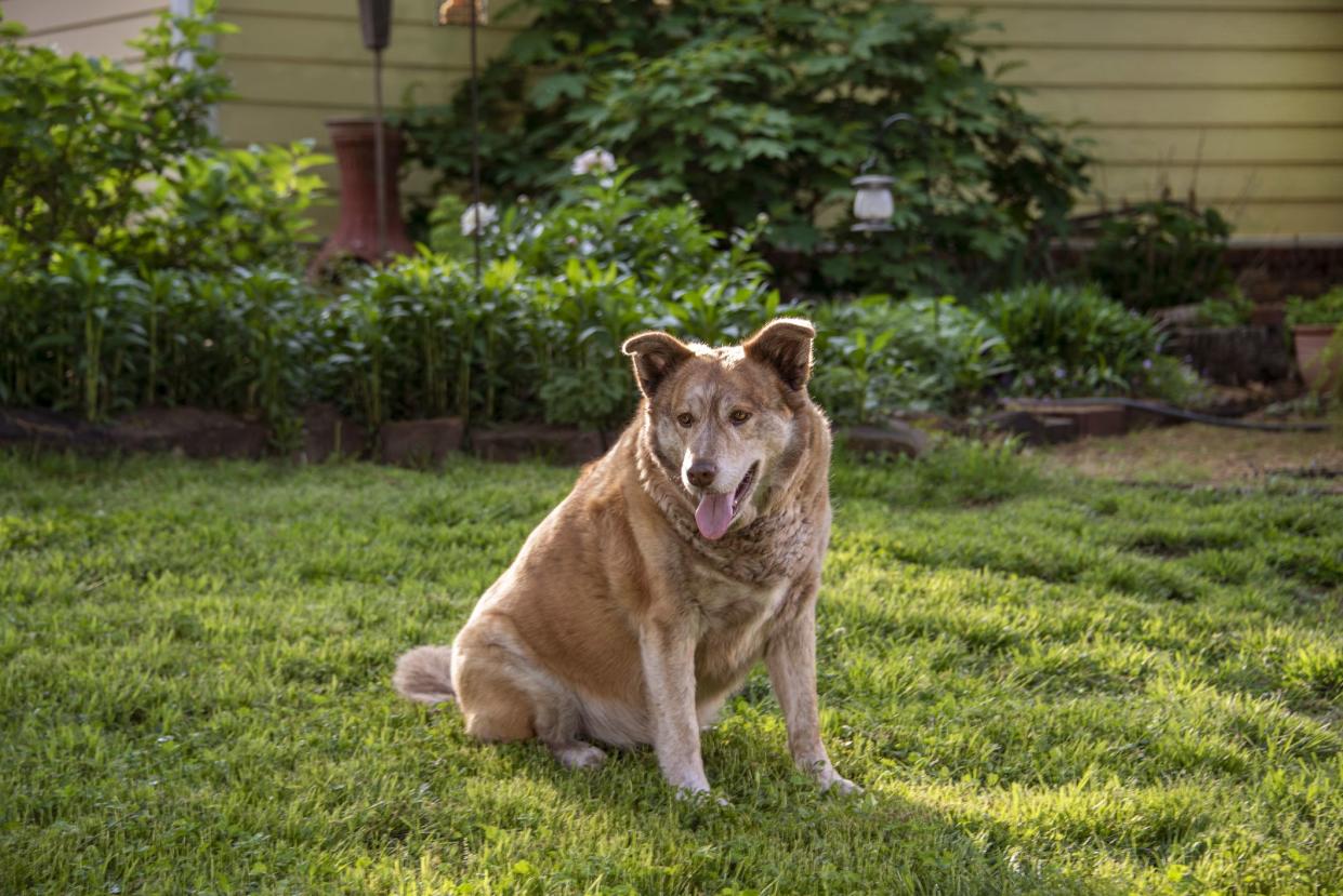 Large dog, who looks like a shepherd mix, is resting in the grass in the early summer. He was homeless and is very happy to have a home. He is looking off to the side.