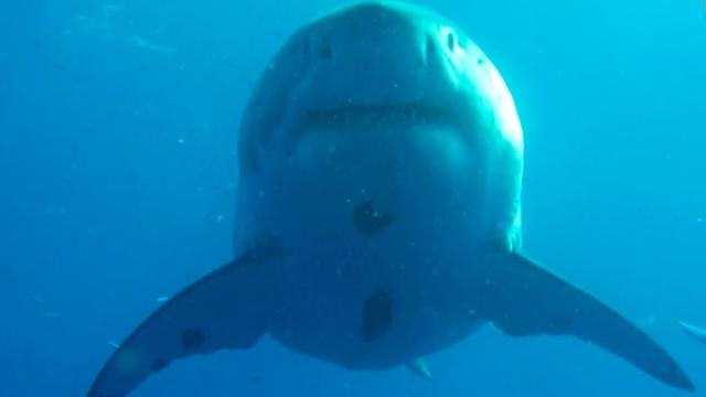 Amazing unseen footage shows rare encounter with world's largest shark